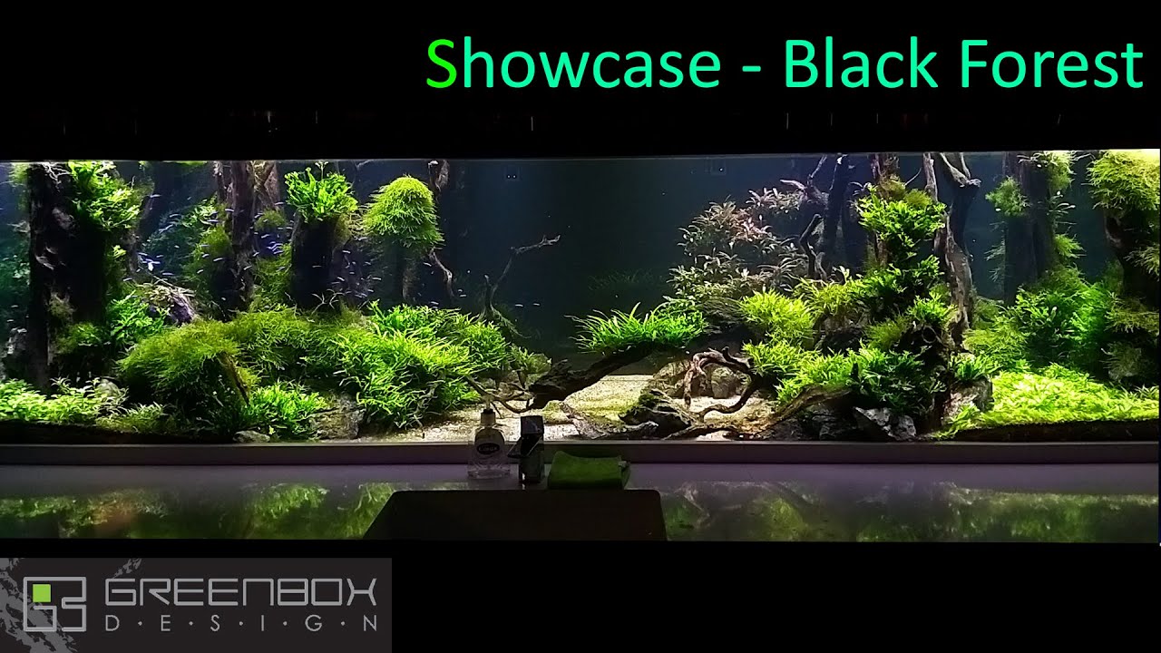 Showcase - Black Forest aquascape