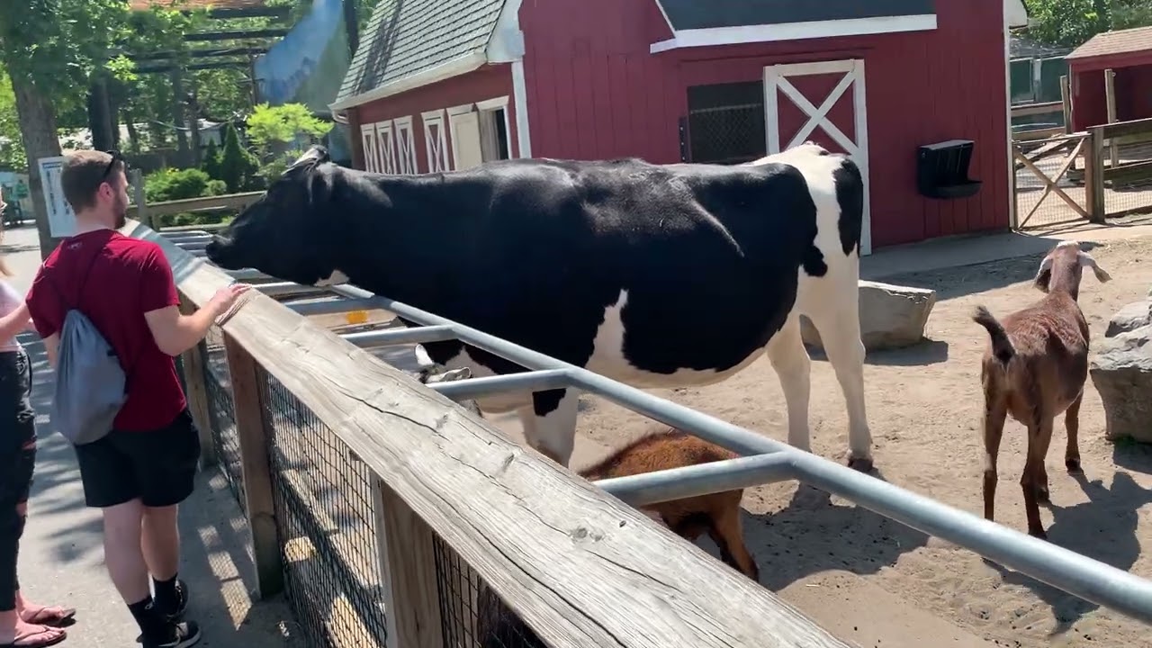 The Farm Animals at the Cape May County Park & Zoo