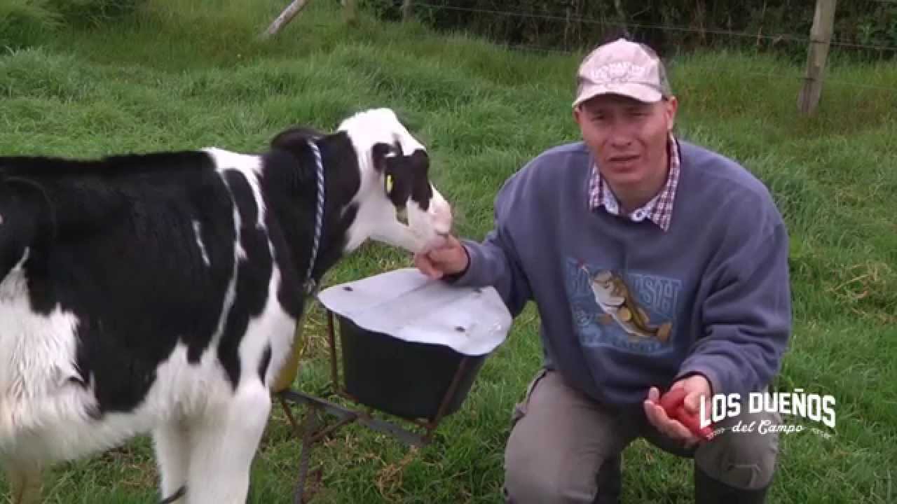Como Engordar Terneras Holstein con Lactoremplazante - Levante - TvAgro por Juan Gonzalo Angel
