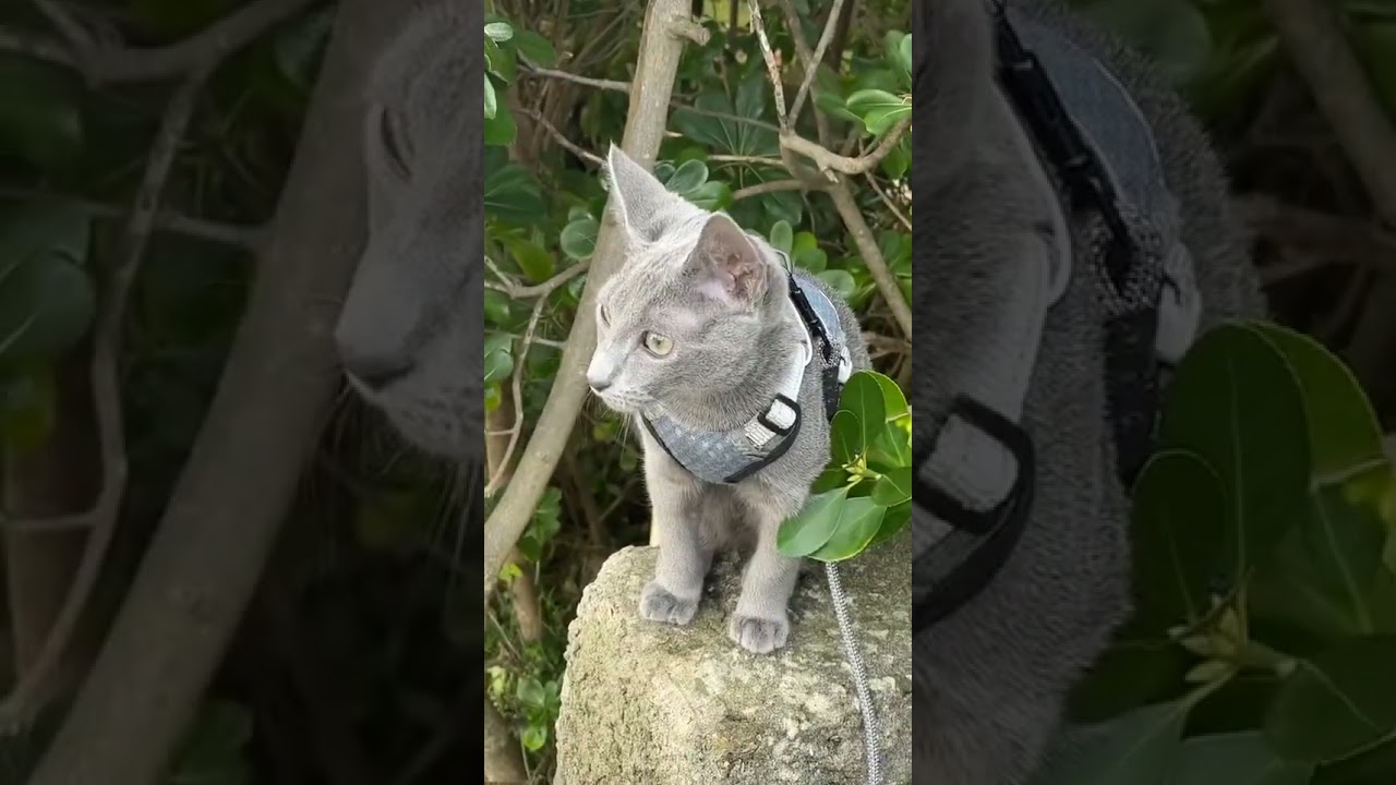 Notre chaton Bleu Russe a d&eacute;j&agrave; 6 mois.