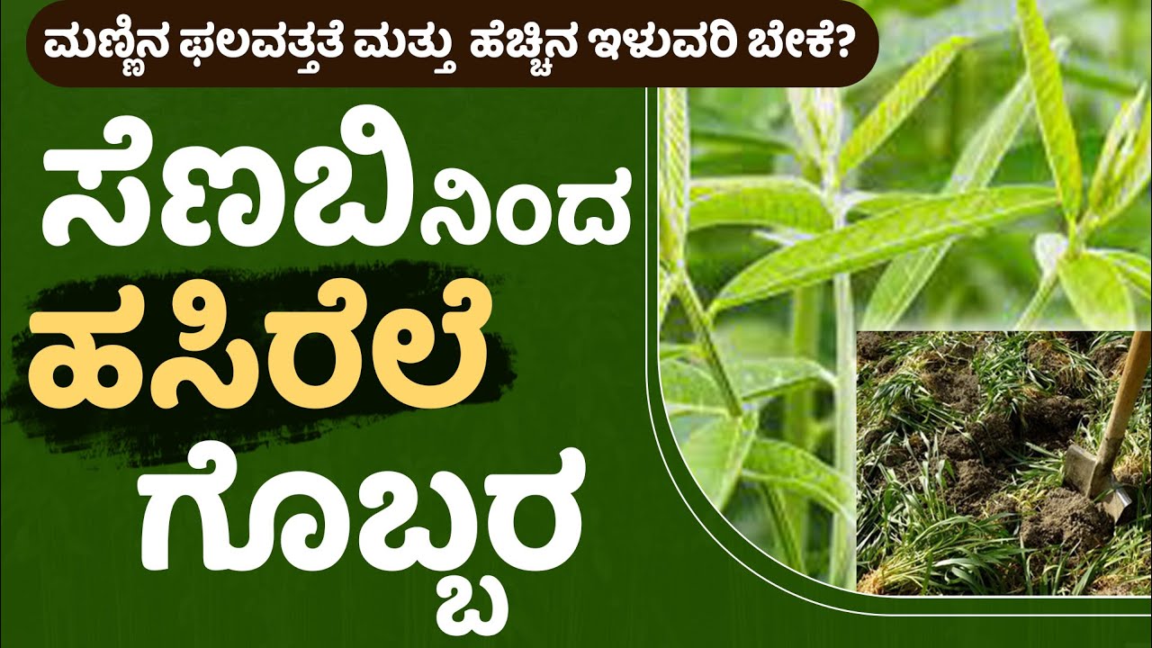 ಸೆಣಬಿನ ಹಸಿರೆಲೆ ಗೊಬ್ಬ Green manure from jute #ಸೆಣಬು #greenmenure