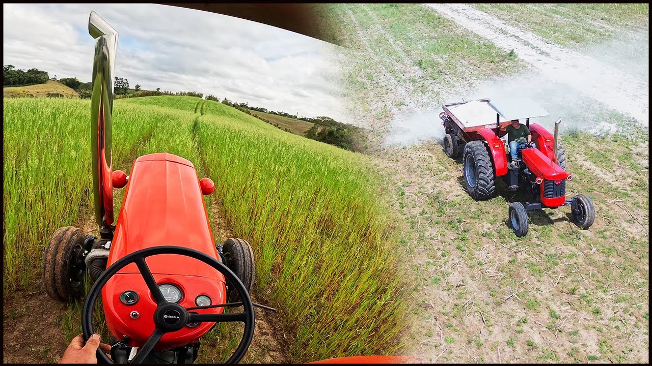 PRIMEIRO TRABALHO COM O NOSSO TRATOR REFORMADO! JOGANDO CALCARIO COM O MASSEY FERGUSON 95X TURBO!