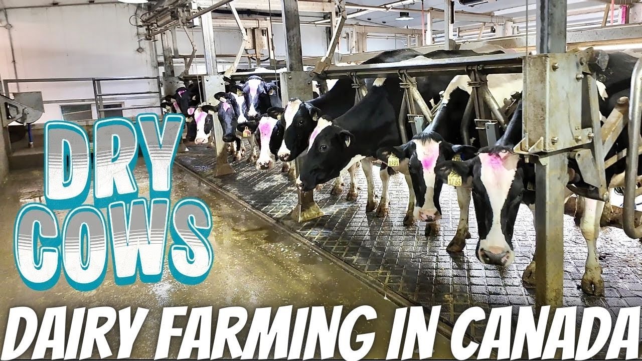 Water Bowl Emergency and Cows Go Dry!