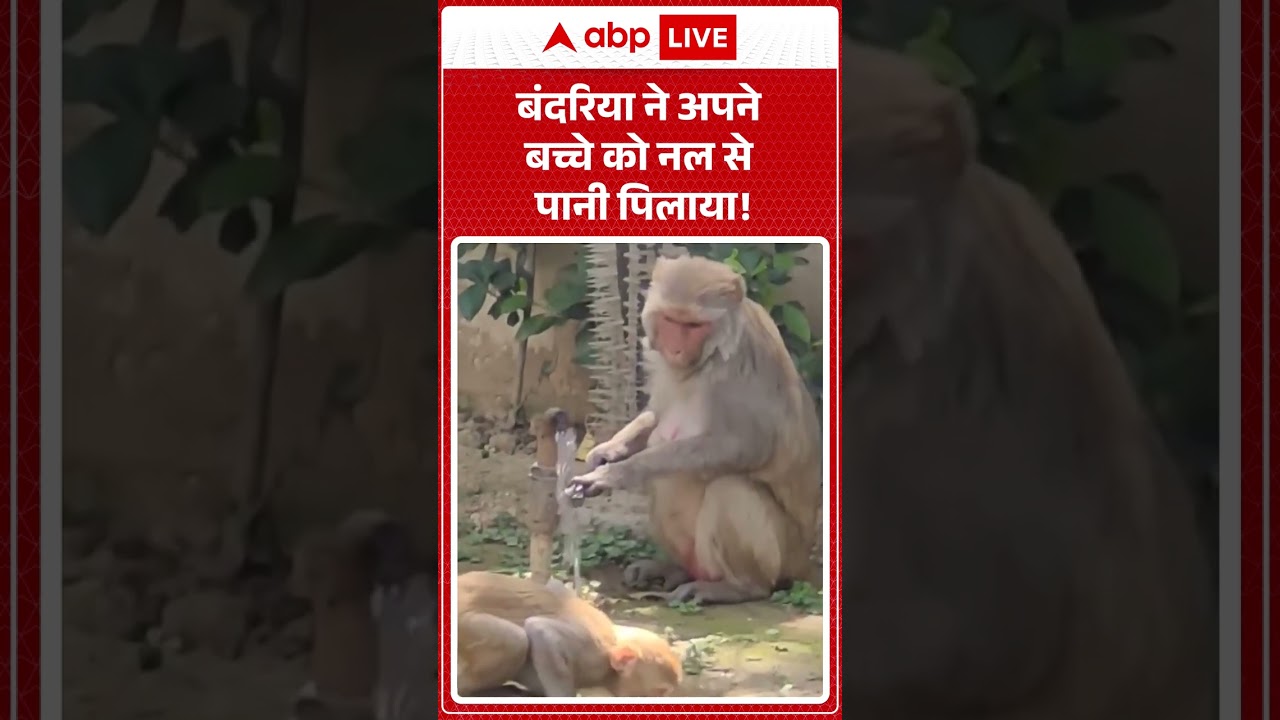 Viral News : बंदरिया ने अपने बच्चे को नल से पानी पिलाया!  #shorts #monkey #viralvideo
