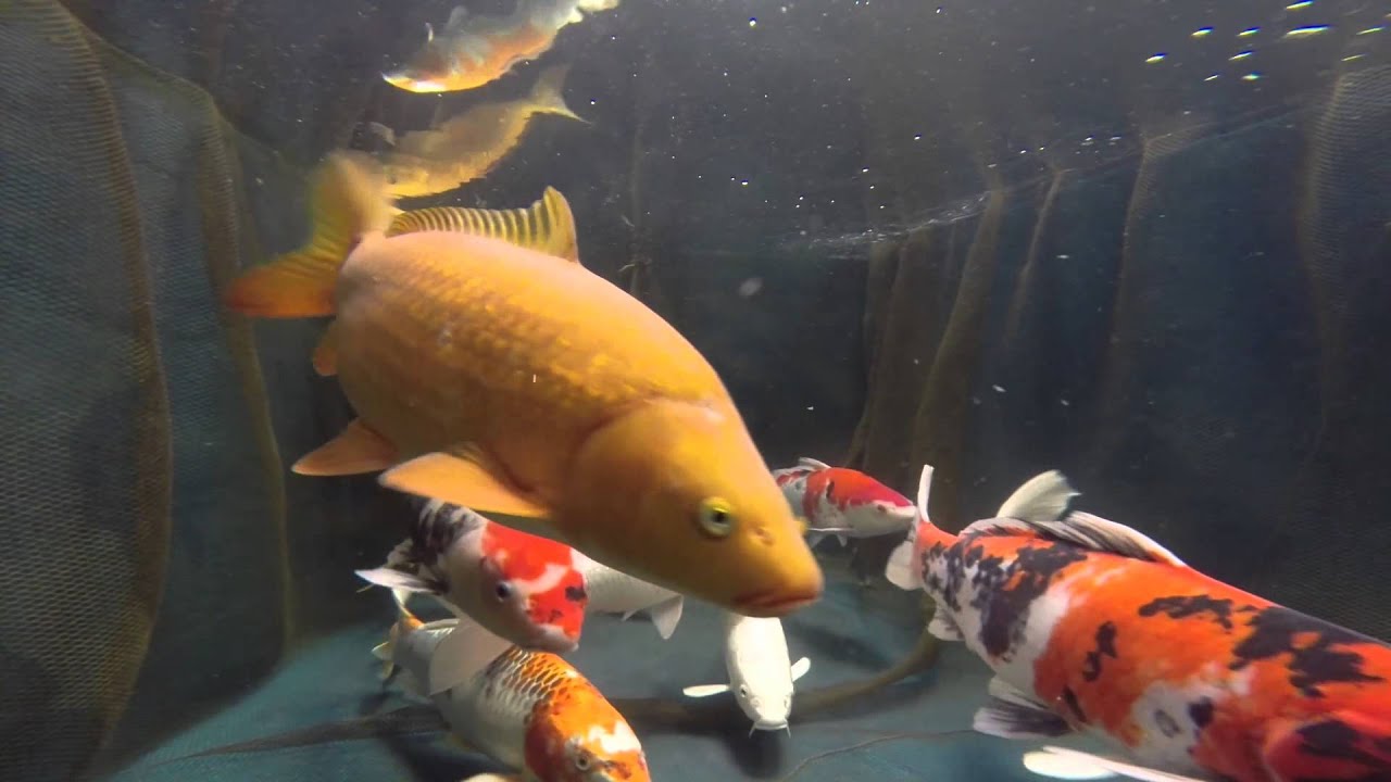 Aqua Koi Bezoek onderwater 2014