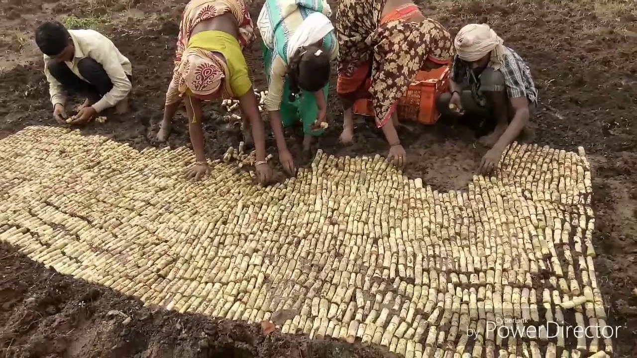 सस्ती और क़ामयाब विधि गन्ने का पौधा तैयार करने के लिए