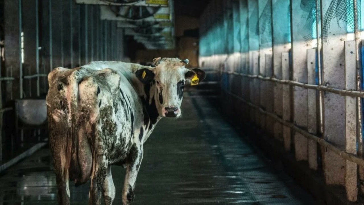 Exposing Factory Farming: The Hidden Dangers of Industrial Agriculture