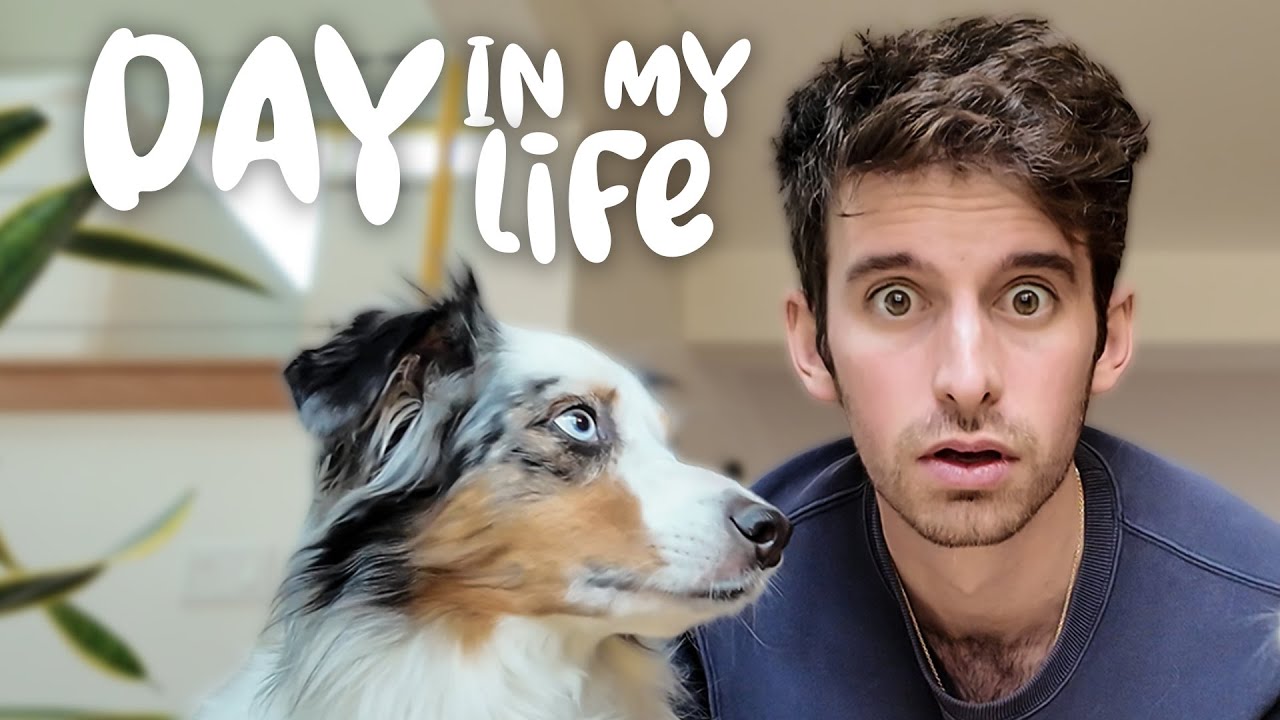 A Day In The Life Of Having 2 Mini Australian Shepherds: Walks & Holiday Fun 🐾