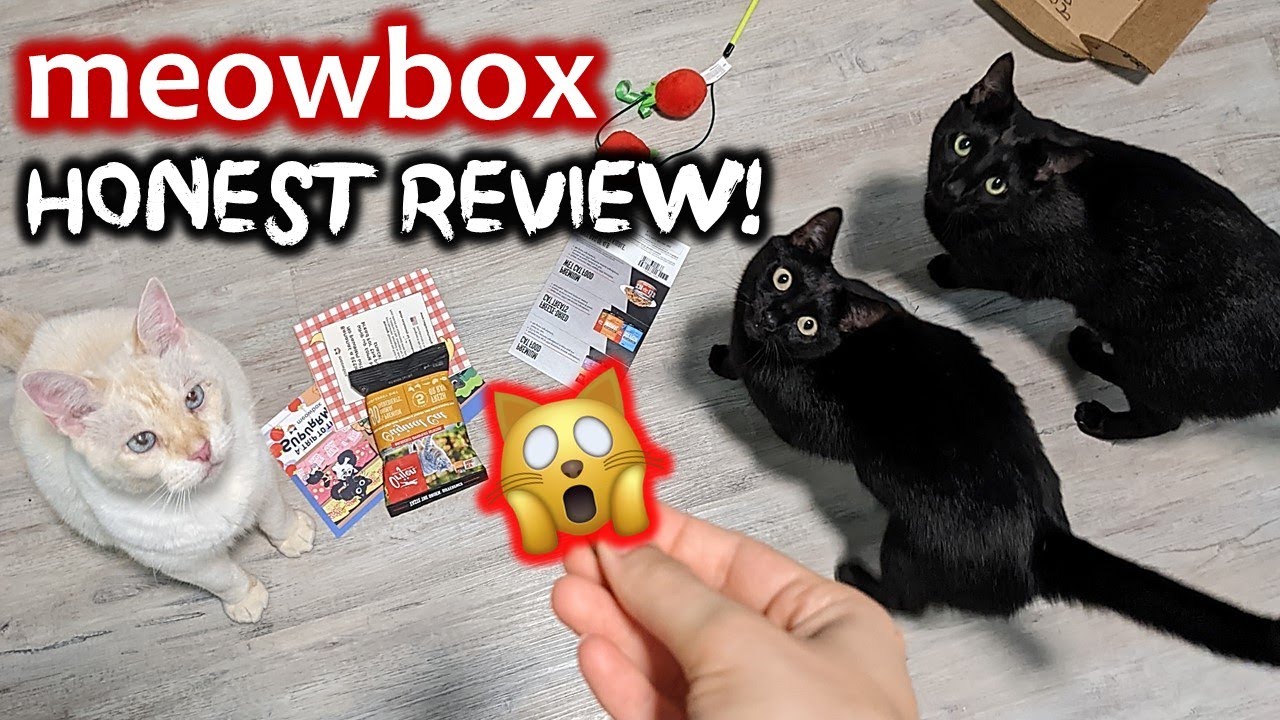 IS IT KITTY APPROVED? Honest review of Meowbox cat subscription box!