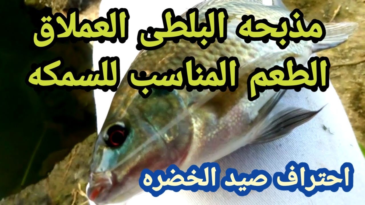 مدبحه البلطى العملاق #احتراف الصيد#بالخضره من على دور الغله