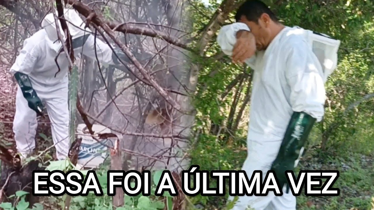 DEPOIS DO QUE ACONTECEU ELE PROMETE NUNCA MAIS TIRAR ABELHAS