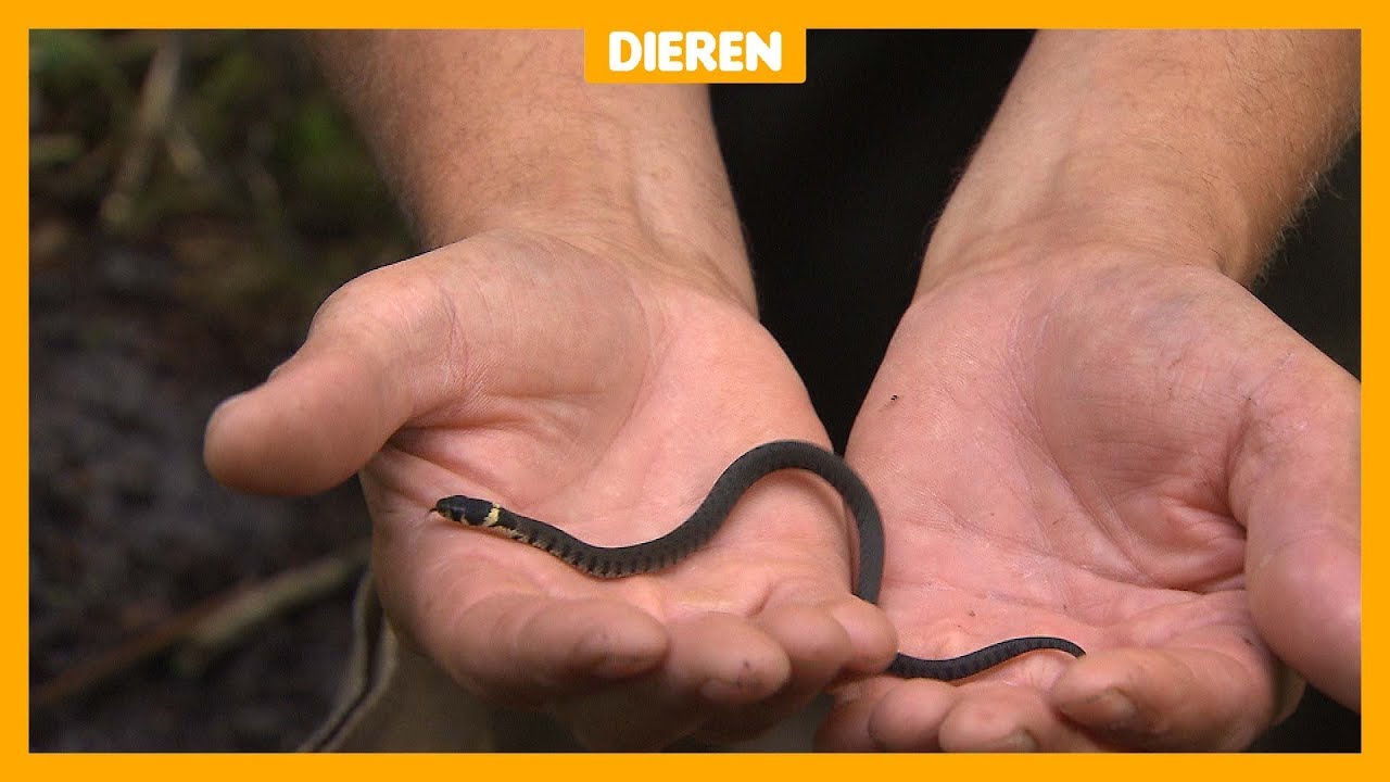 Boswachter helpt slangen met oversteken