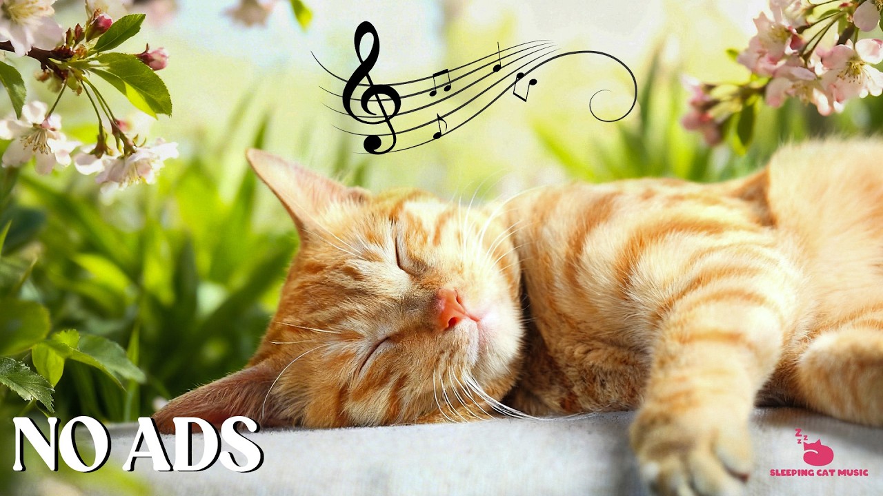 Relaxing Music for Cats 🐱 Relaxing Sounds for Quiet Sleep, Anxiety Relief & Sweet Dreams