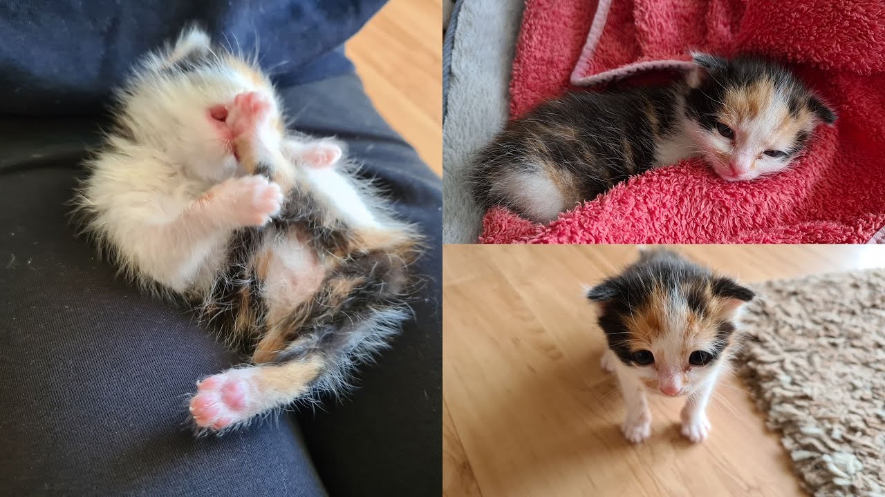 Babykatze gefunden und aufgepeppelt - Chronologie der letzten Wochen von der Fundkatze!sweet cat 😻