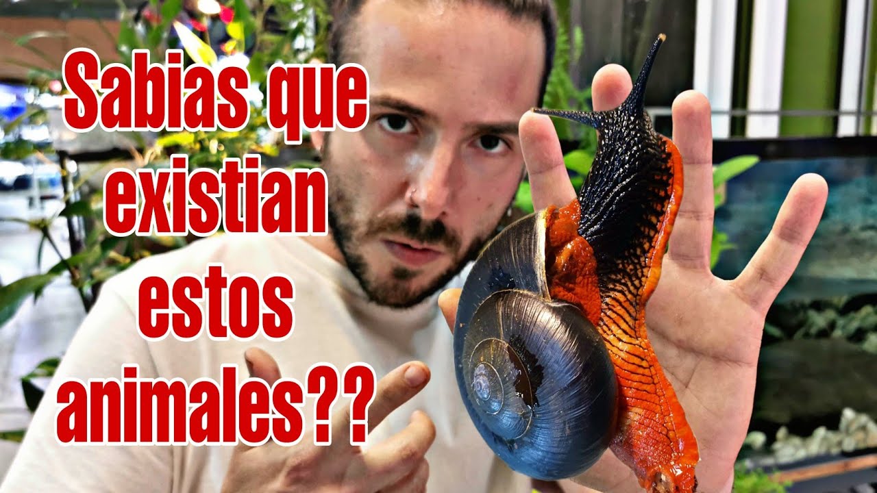 ANIMALES QUE NO SABIAS QUE EXISTIAN!! 😱😱😱 ranas, lagartos, caracoles y.. MAS!