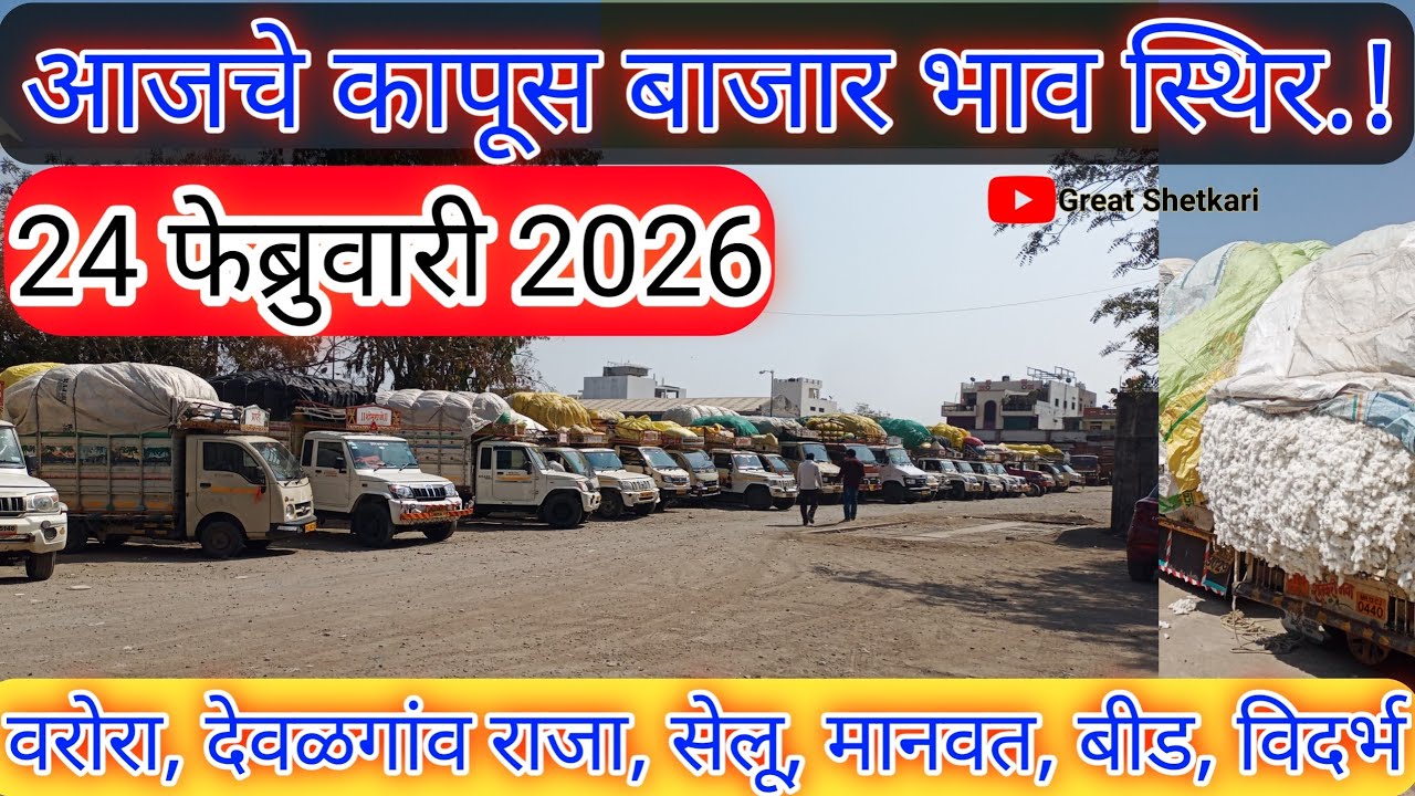 ⭕24 फेब्रुवारी 2026| वडवणी कापूस बाजार भाव आजचे|selu kapus bajar bhav today