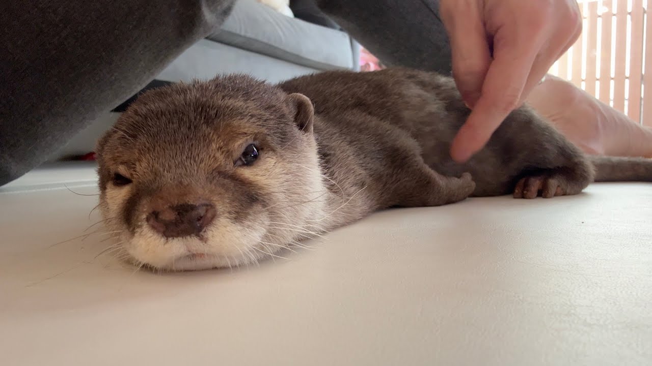 そっくりな寝方する猫2匹、カワウソと3歳児 Two cats sleeping in identical poses, an otter, and a 3-year-old child