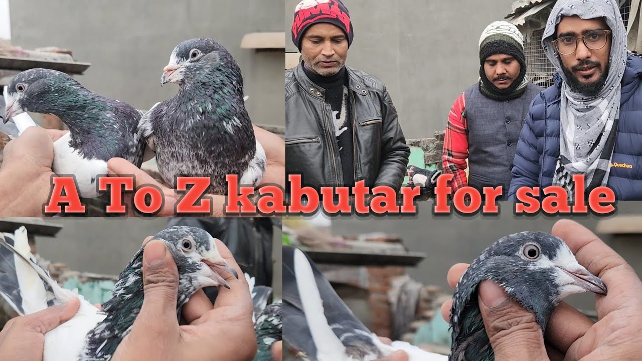 Rampuri kabootar for sale!! नवाब भाई के सभी रामपुरी कबूतर फोर सेल 
