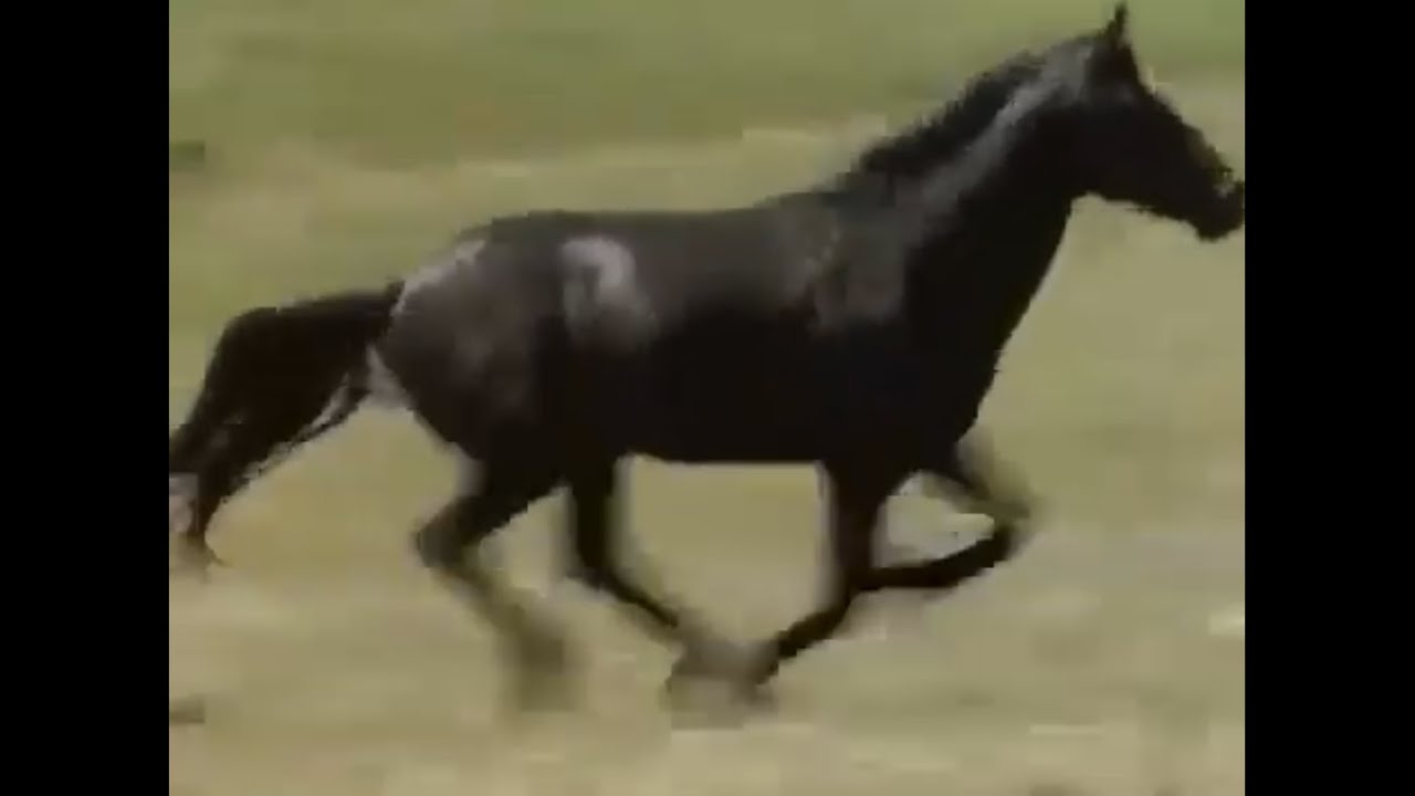 Documentary on Mongolian horse and the life of wild horses