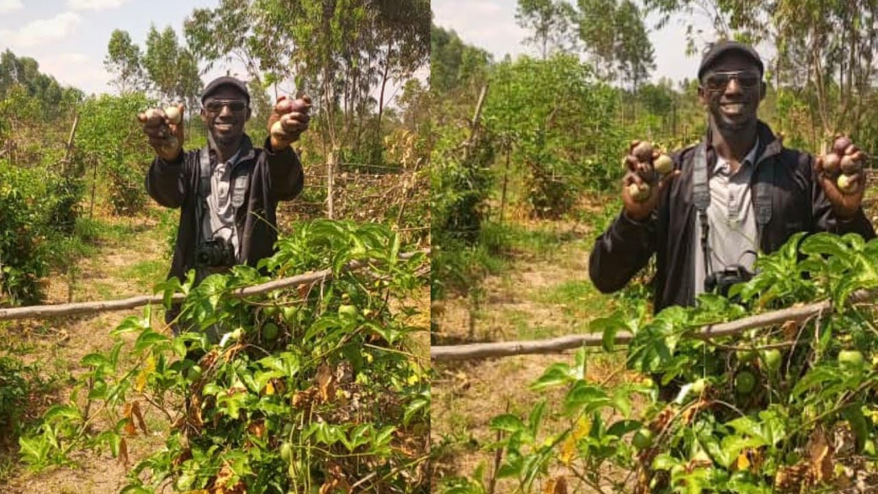 Narimye 1HA y'amabungo//Nabikoze batantahura ariko ubu FBU menshi//IBANGA RY'ABATUNZI