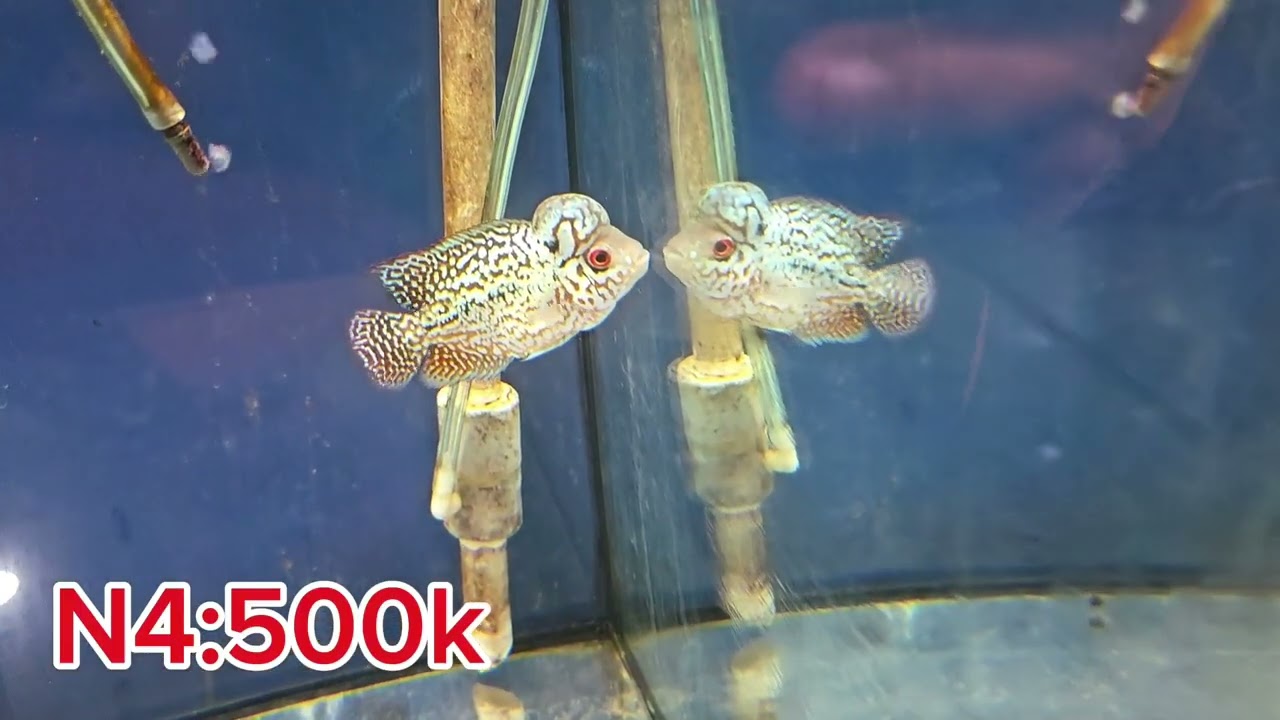 22/2 lên lô cá la hán kamfa F2 khai niên đầu năm cho a e săn cá trải nghiệm
