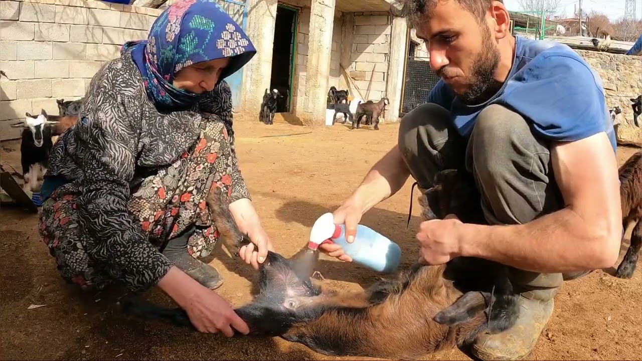 KEÇİ YAVRULARININ GELİŞİMİ İÇİN ÖNEMLİ İLAÇLAMA(ALABALIKLAR BÜYÜMÜŞ RENKLENMİŞ)FİDANLARA CAN SUYU