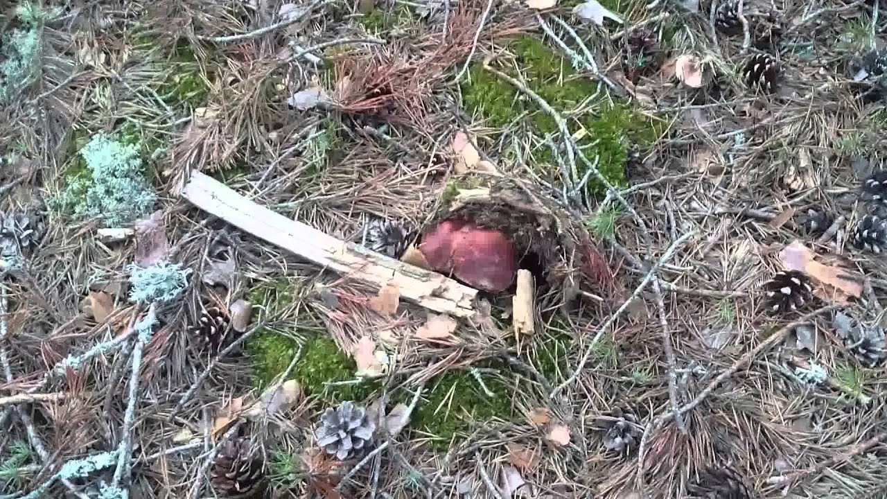 Boletus pinicolas leoneses