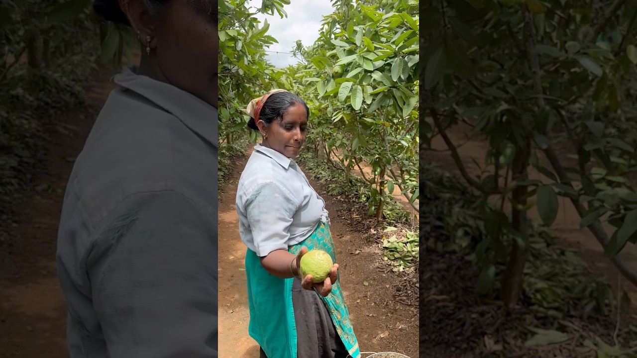 guava fruit harvesting my work farming 