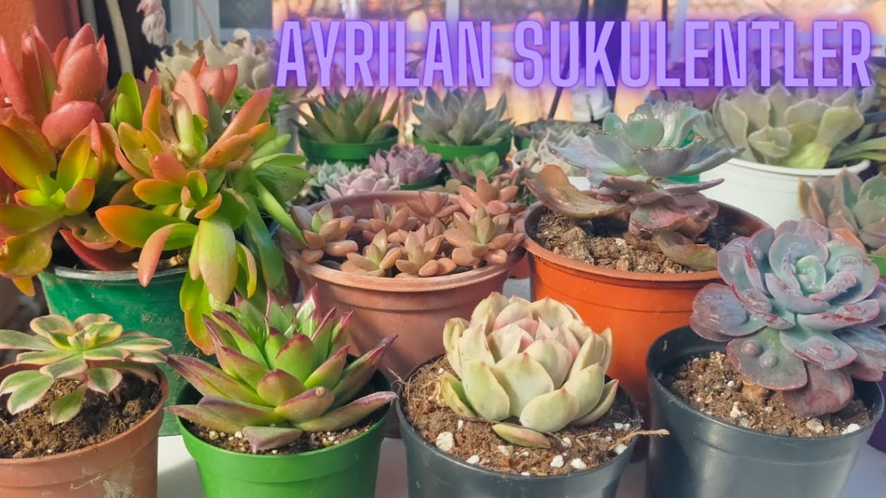 Ayrılan Sukulent Kaktüslerimiz/Satışı Devam Eden Sukulent Kaktuslerimiz