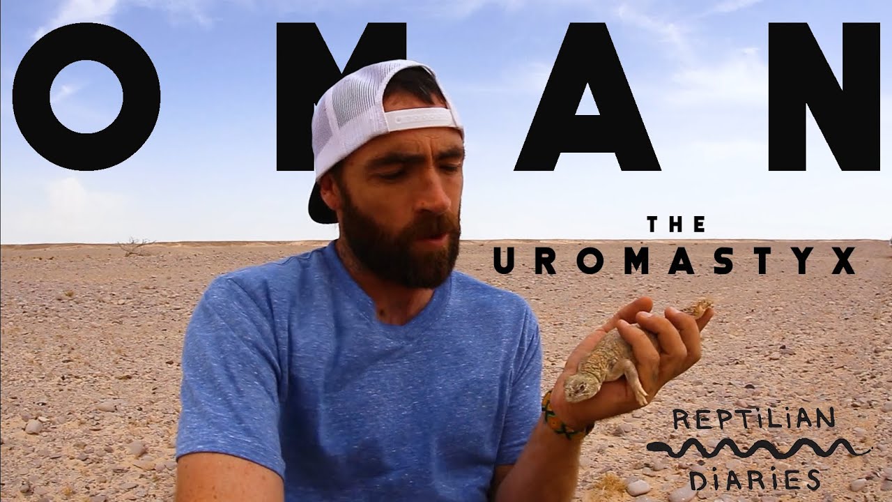 The REPTILES of Oman! Herping the Middle East! Uromastyx thomasi!
