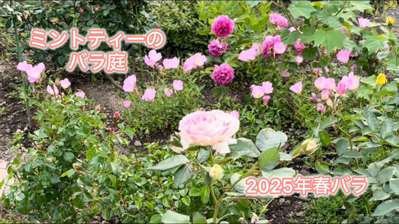 ミントティーのバラ庭「2025年春バラ」