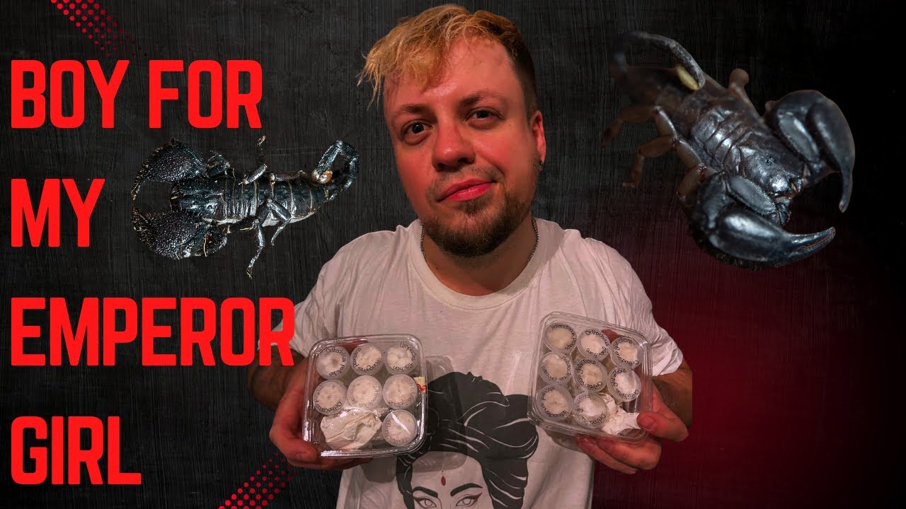 Found a boyfriend for my female emperor scorpion! Got the best one from the Hamm event | Vlog #9