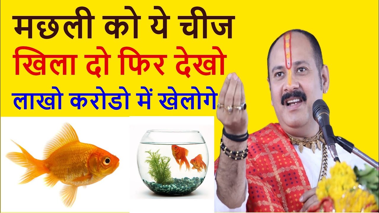 मछली को ये चीज खिला दो फिर देखो क्या कमाल होता हे ! machali ko khilana !