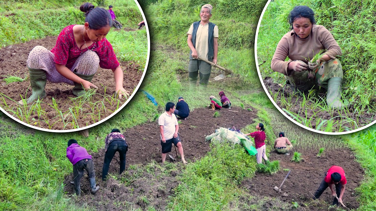 Millet Farming in the Nepali Village | Kodo Ropai | Millet Planting in rural areas Nepal | #farming