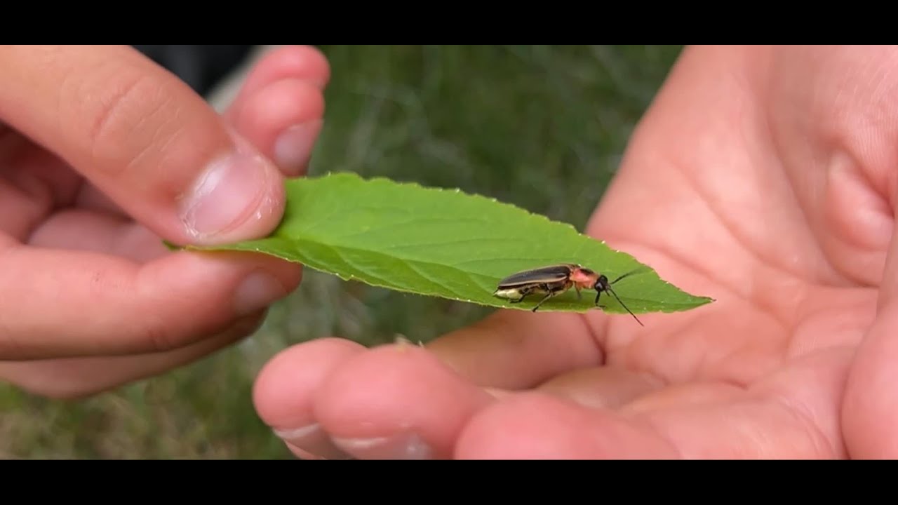 'You would not believe your eyes,' fireflies make a comeback in Wisconsin
