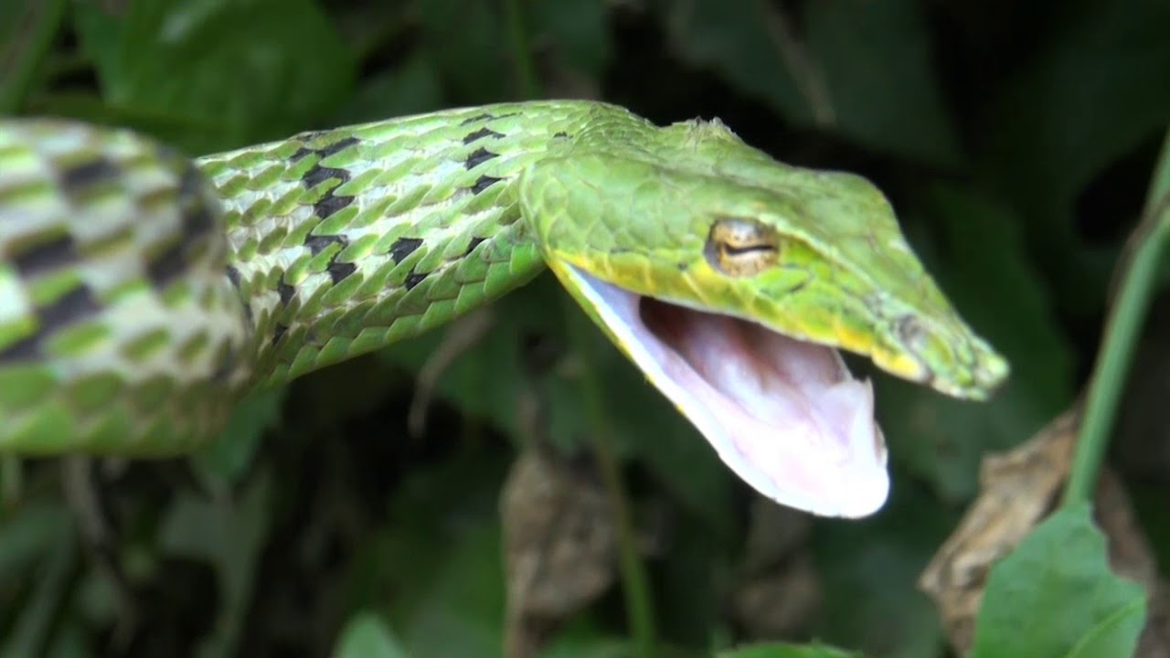 ASBB Documentary: Biodiversity of Assam