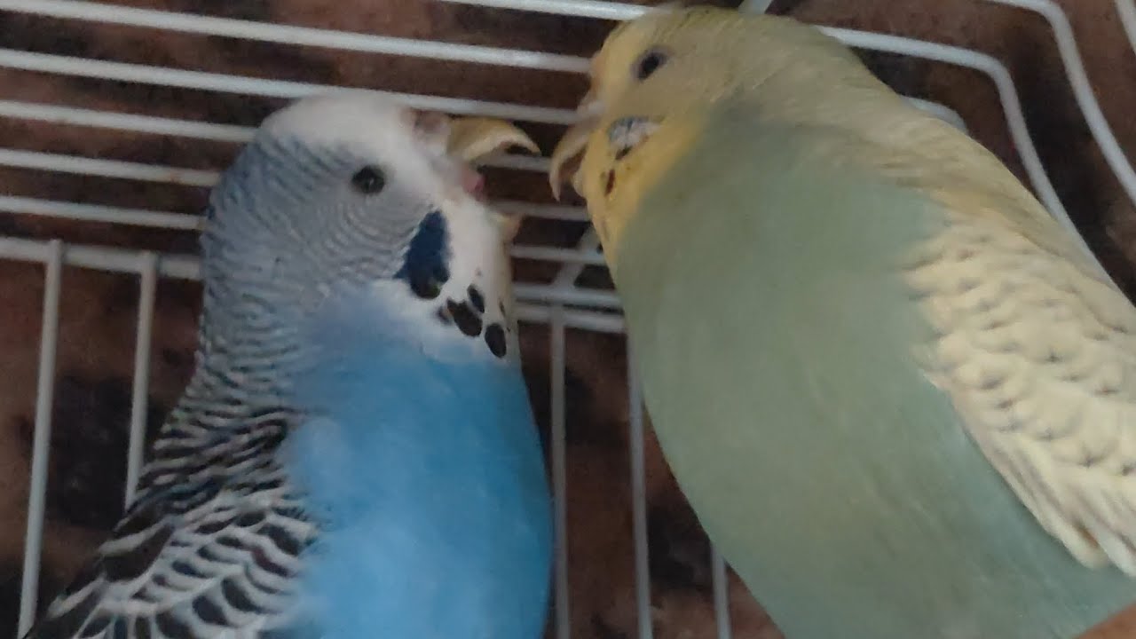 Sister stand-off