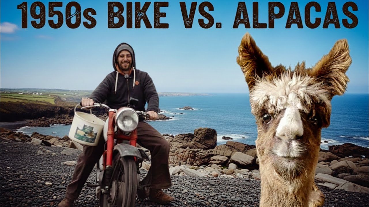 Our best farm machinery: A vintage bike to feed the alpacas ?