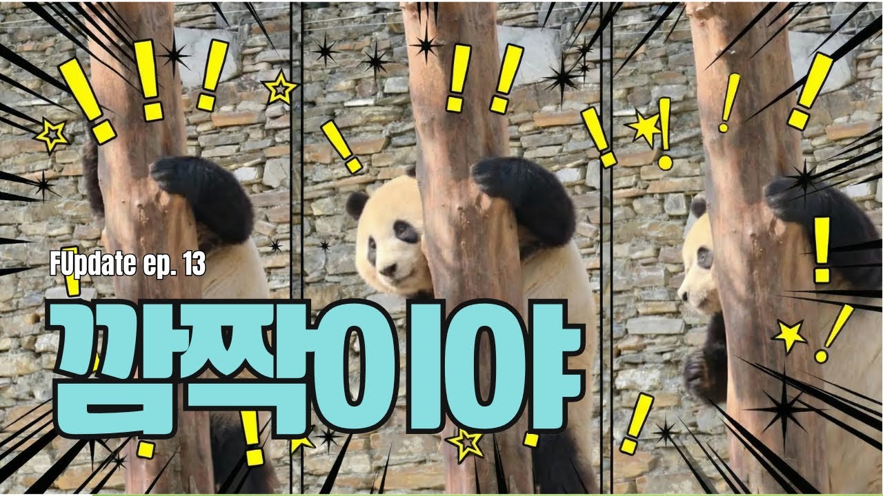 푸바오가 두 번이나 깜짝 놀란 이유는