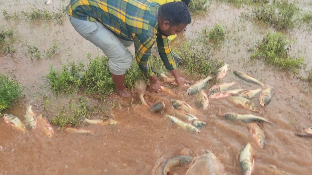 तालाब ओवरफ्लो होने के कारण बाहर निकली मछलियां 🐟🐠🐟🐠🐟Thousands of fishes came out due to pond overflow