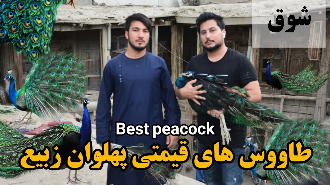 شوق | طاووس  بهترین قیمتی ترین و قشنگترین پرنده روی زمین - Best peacock