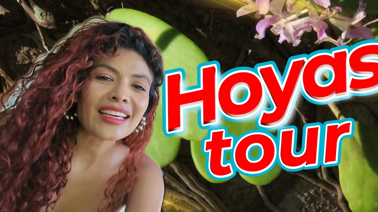 Las HOYAS m&aacute;s lindas de mi colecci&oacute;n 🌸 Tips, nombres y &iexcl;floraciones inesperadas!