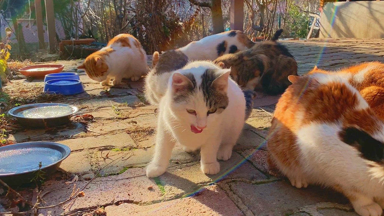 The Art of Doing Nothing: Our Cats' Sunset Dinner ☀️🥣