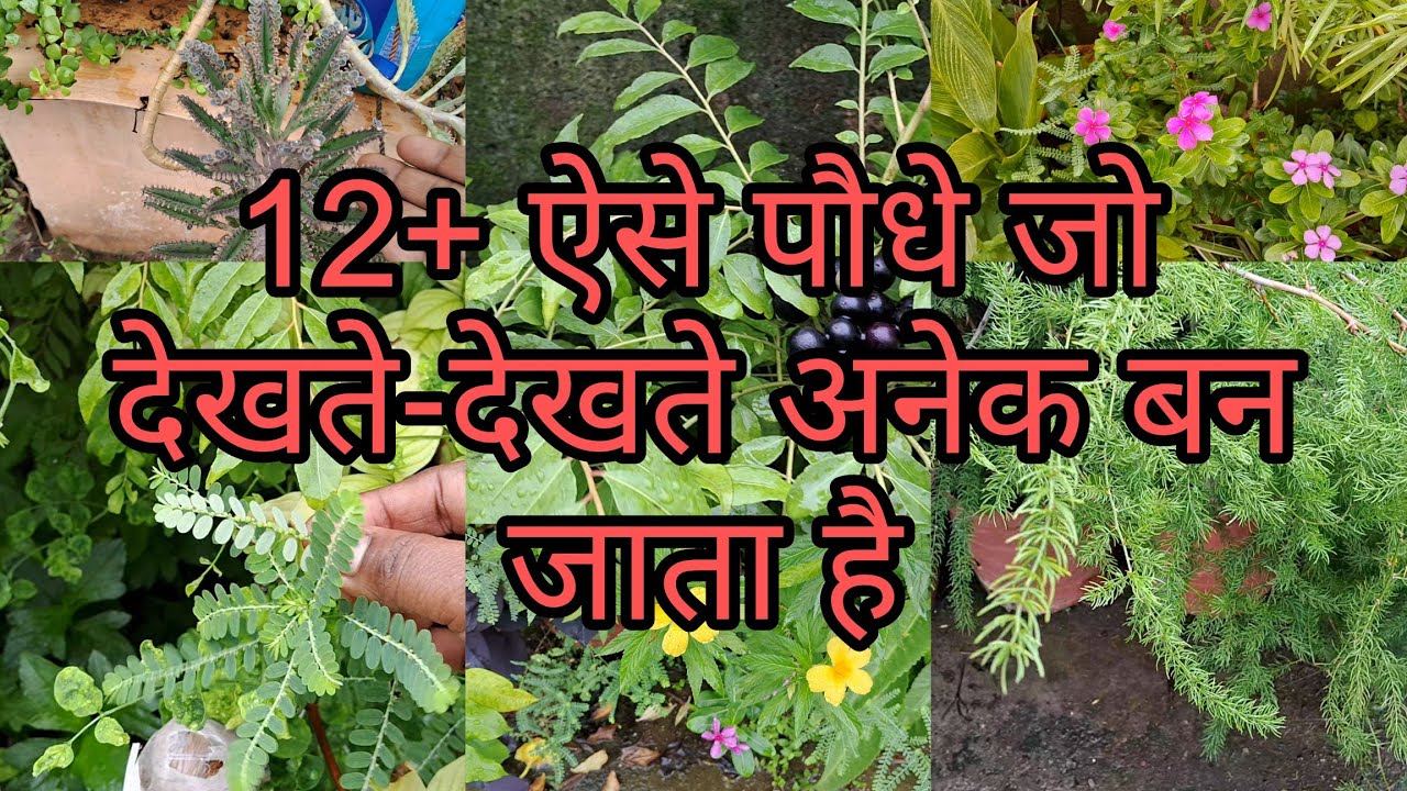 12+ ऐसे पौधे जिसे मैं अलग से गमला नहीं देती #hardyplants #caringtips