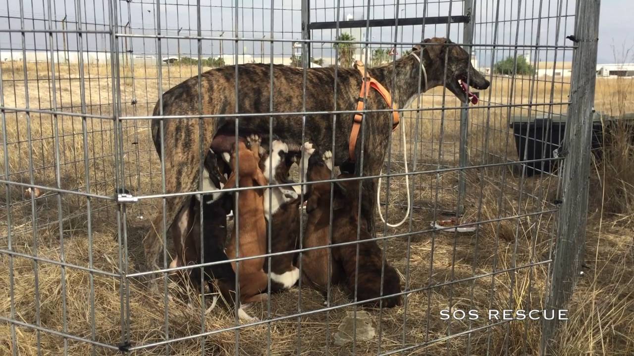 Dramatic Rescue of Pilar and her TEN pups!