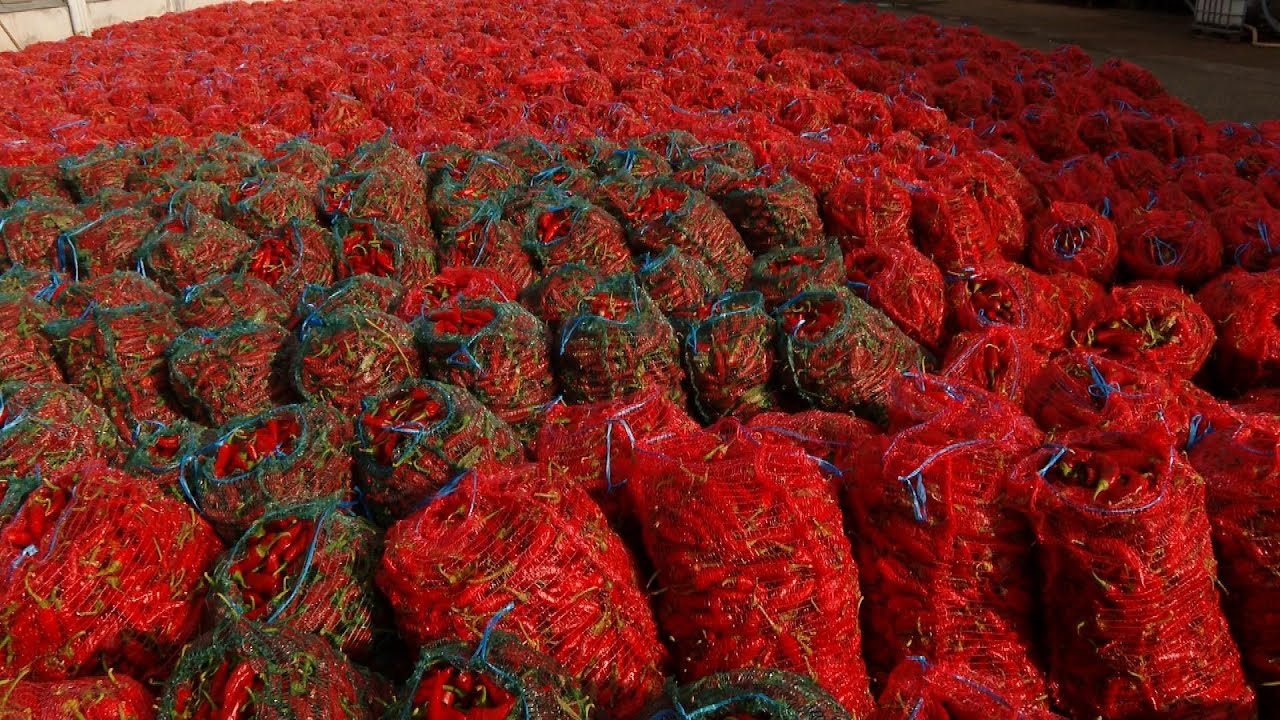 Fűszerpaprika termés