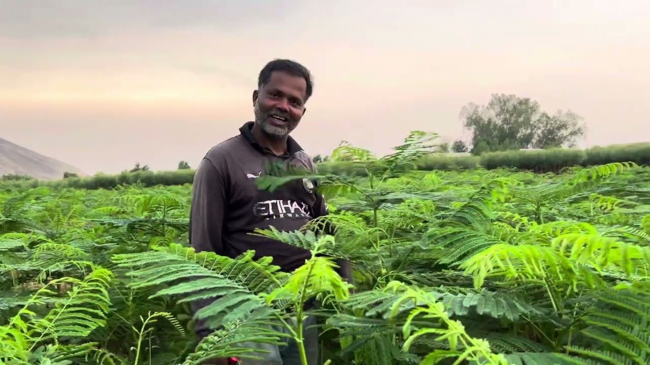 সৌদির বুকে একখণ্ড বাংলাদেশ। A Slice of Bangladesh in Saudi Arabia. 