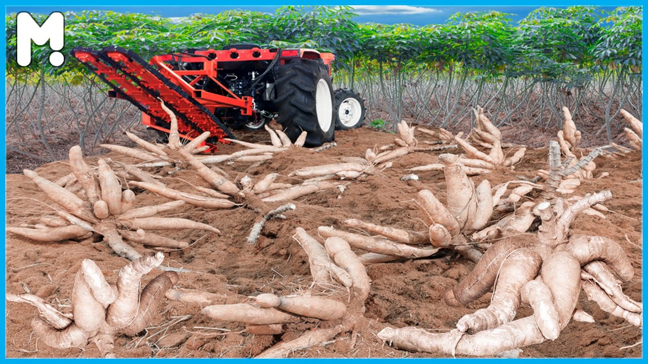 Cassava Cultivation Farming and Harvesting - Cassava Agriculture Technology -Cassava Processing Line