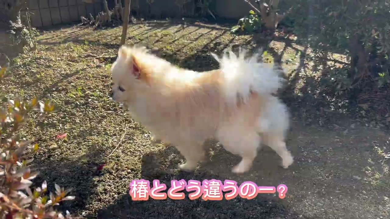 ららのお仕事