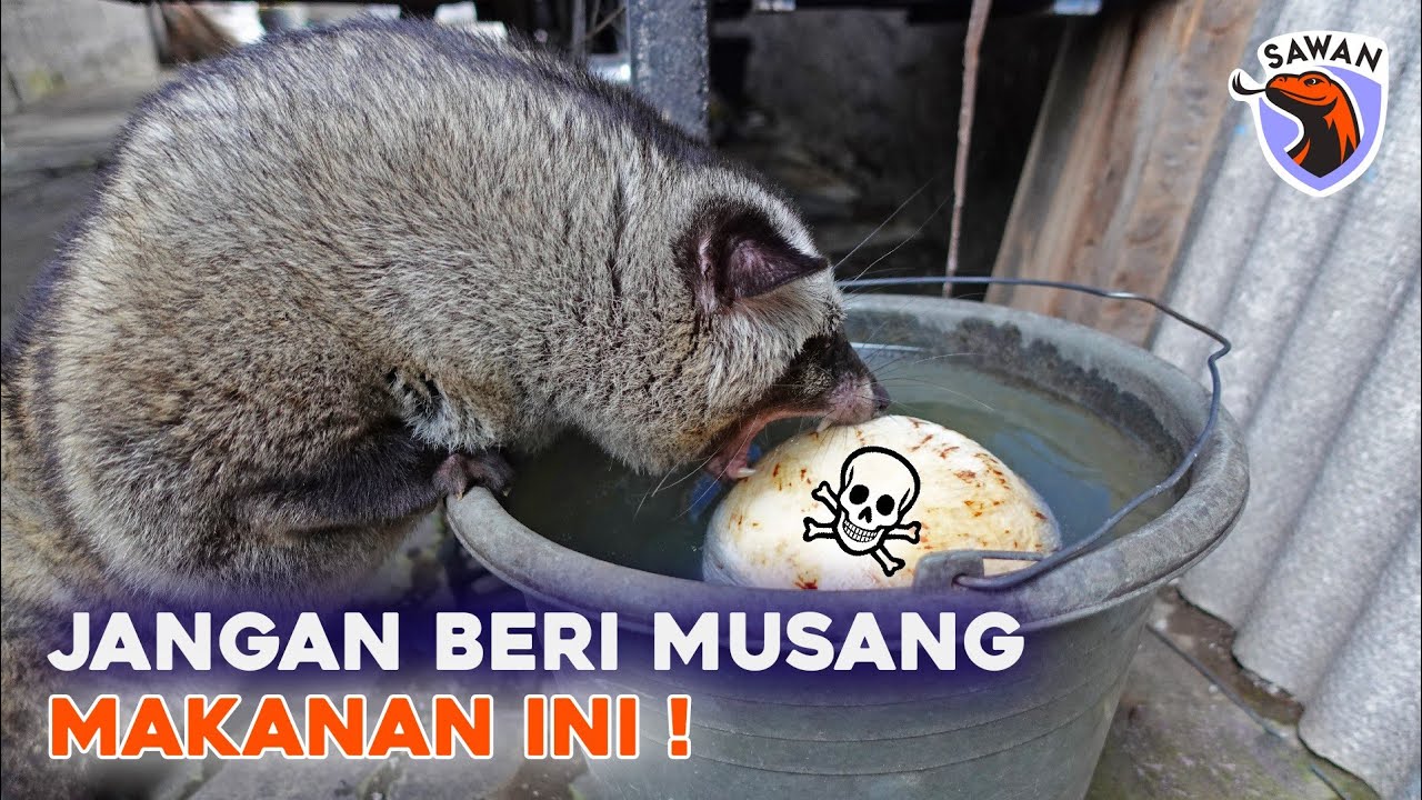 JENIS MAKANAN TERLARANG UNTUK MUSANG! #SAWAN